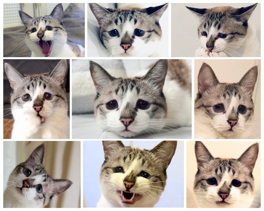 왠지 억울해보이는 고양이.jpg_1.jpg