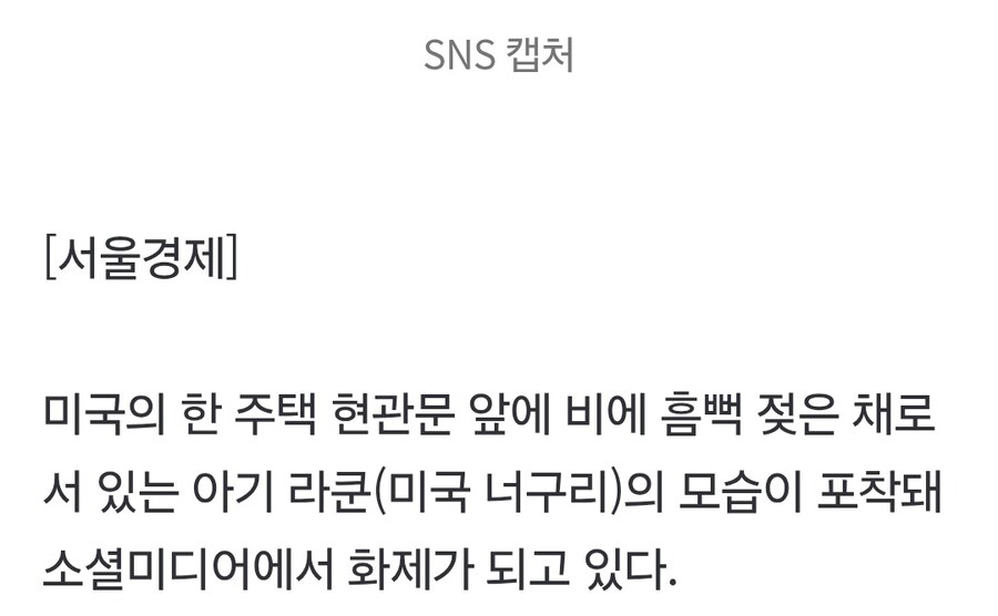 비 맞은 라쿤.jpg_2.jpg