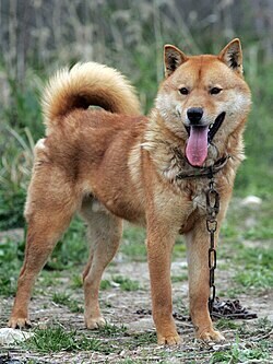 후진국 시절 한국의 치안을 위협하던 생물.jpg_3.jpg