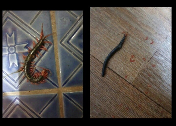 (개극혐) 집에 지네 나와서 다리 다 잡아뜯었어ㅠㅠ.jpg_2.jpg