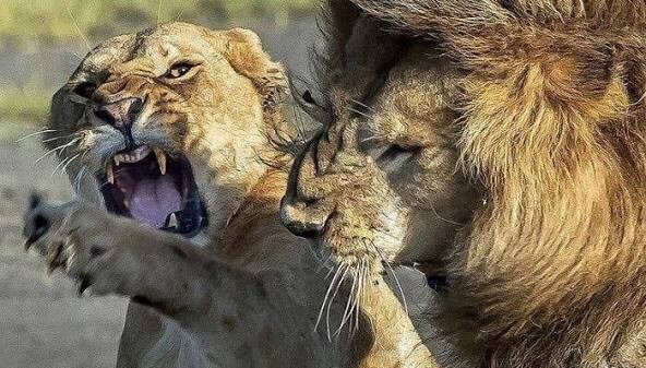 포켓몬 수컷 화염레오의 우울_3.jpg