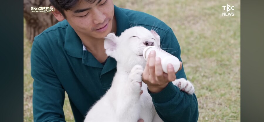 한국에서 태어난 아기 백사자 두마리_1.png