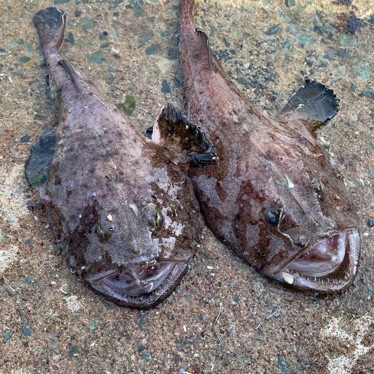 롯데와 비슷한 생선_1.jpg