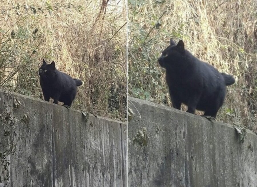 도심을 활보하는 곰 목격_1.jpg