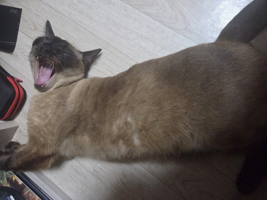 감기몸살로 보일러를 틀었더니 고양이가..._2.jpg