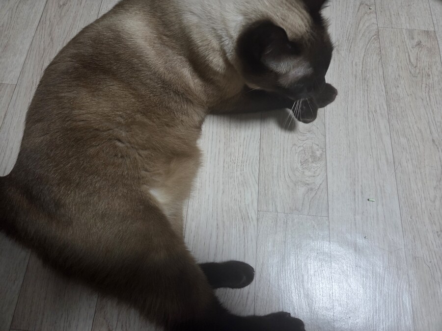 감기몸살로 보일러를 틀었더니 고양이가..._5.jpg