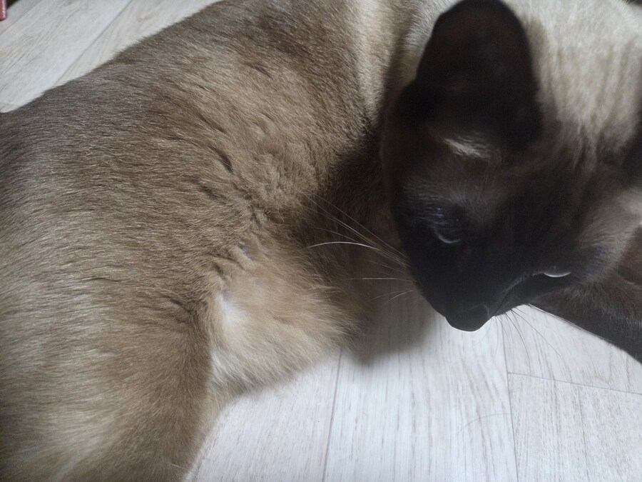 감기몸살로 보일러를 틀었더니 고양이가..._7.jpg