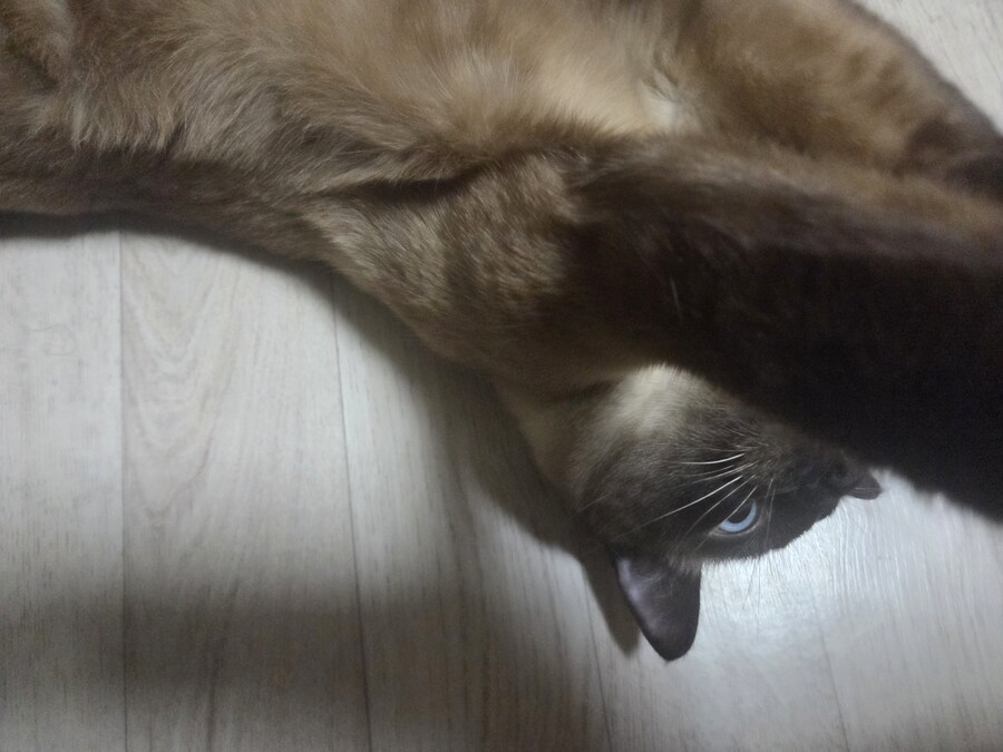 감기몸살로 보일러를 틀었더니 고양이가..._8.jpg