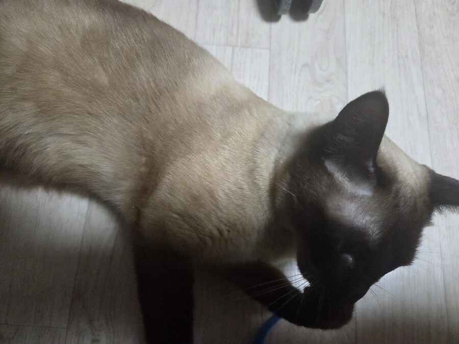 감기몸살로 보일러를 틀었더니 고양이가..._9.jpg