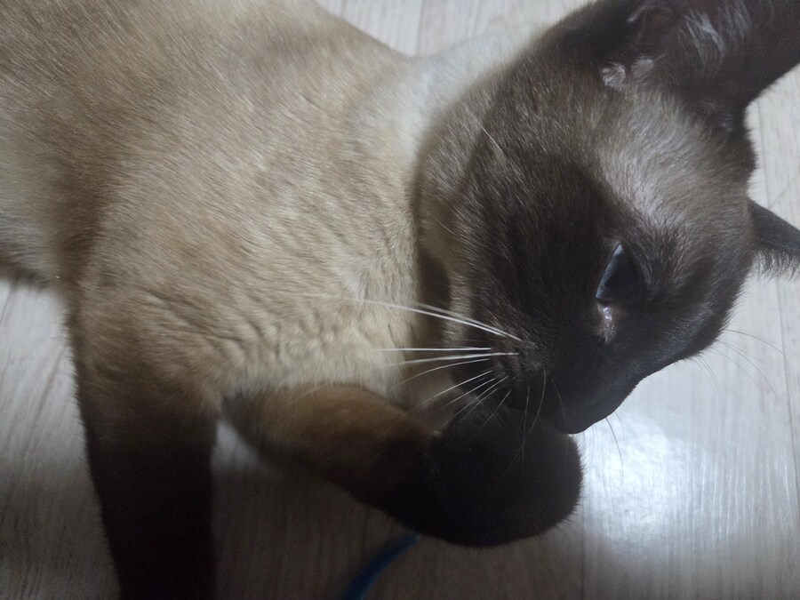 감기몸살로 보일러를 틀었더니 고양이가..._10.jpg