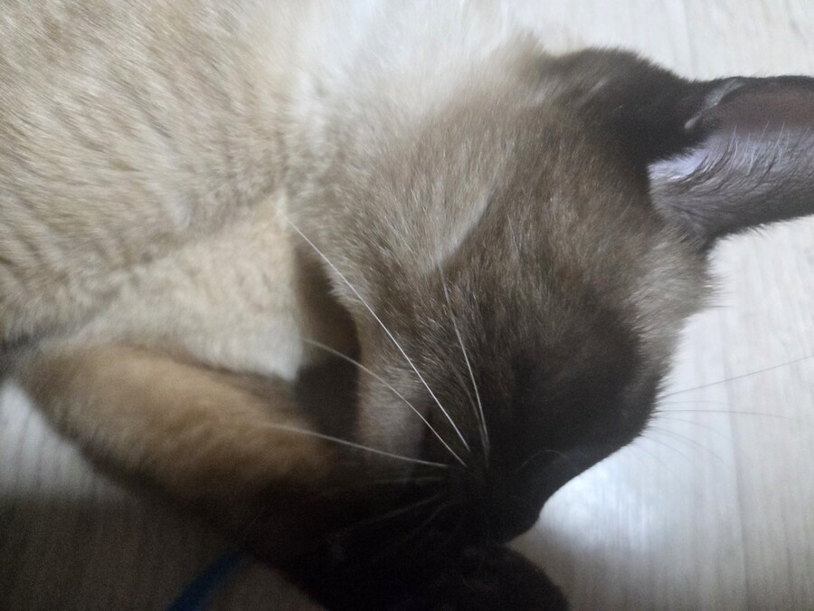 감기몸살로 보일러를 틀었더니 고양이가..._11.jpg