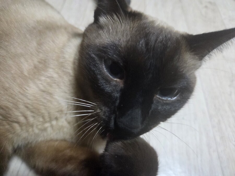 감기몸살로 보일러를 틀었더니 고양이가..._12.jpg