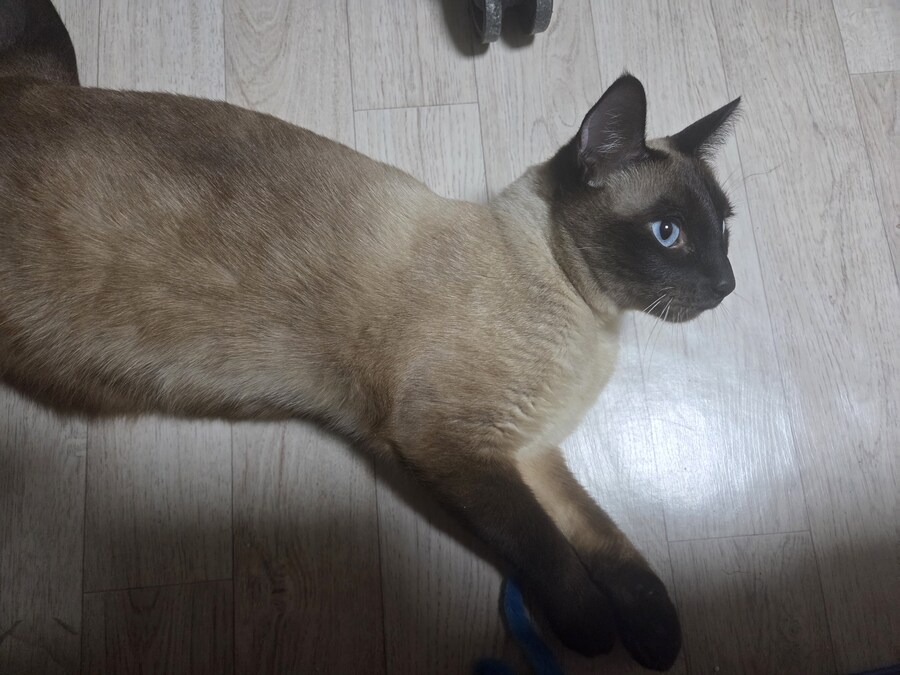 감기몸살로 보일러를 틀었더니 고양이가..._13.jpg