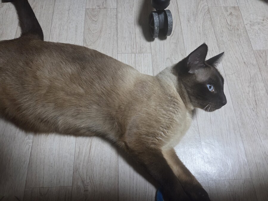 감기몸살로 보일러를 틀었더니 고양이가..._14.jpg