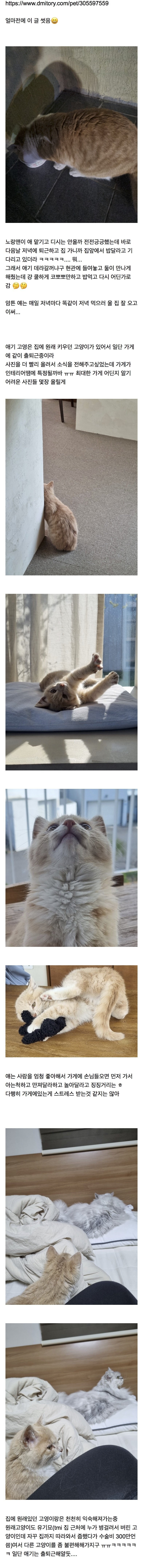 밥주던 길냥이가 애 맡기고 감_2.jpg