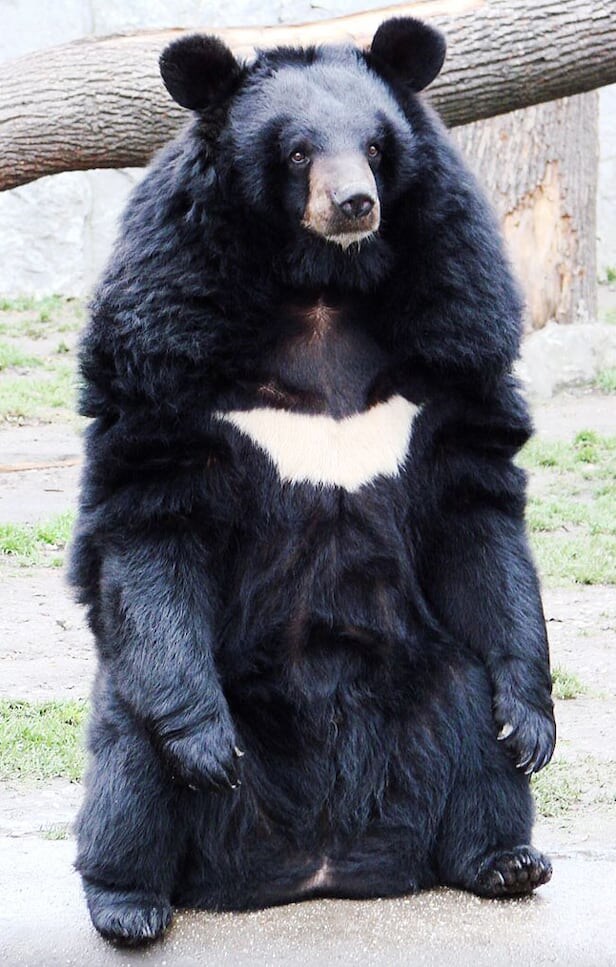 난 반달가슴곰 볼때마다 이생각듬_1.jpg