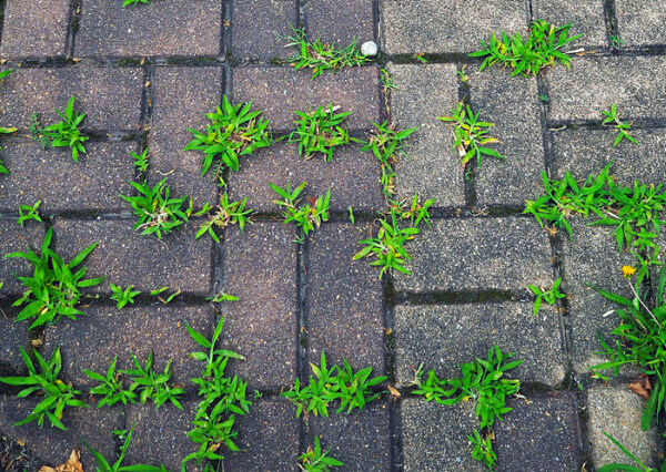 농작물 과일에 해충이 잘붙는 이유_1.jpg