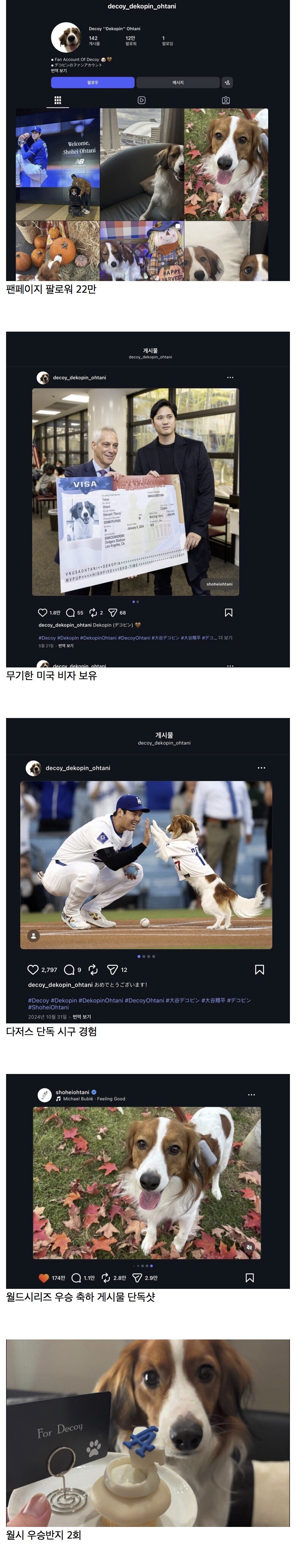 오오다니 강아지 스펙.jpg_1.jpg