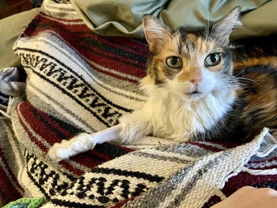 고양이가 털빨인 이유_2.jpg