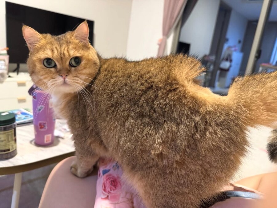 고양이가 털빨인 이유_3.jpg