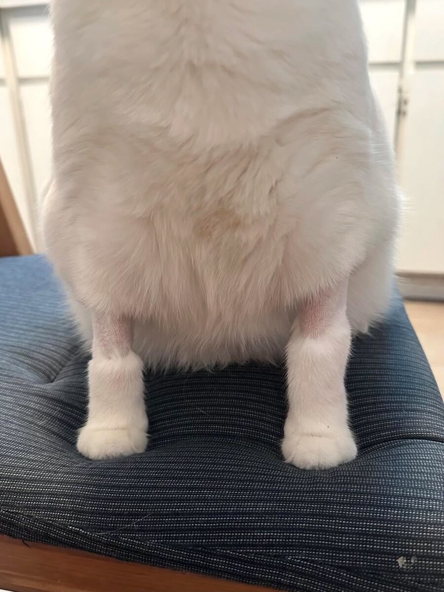 고양이가 털빨인 이유_4.jpg