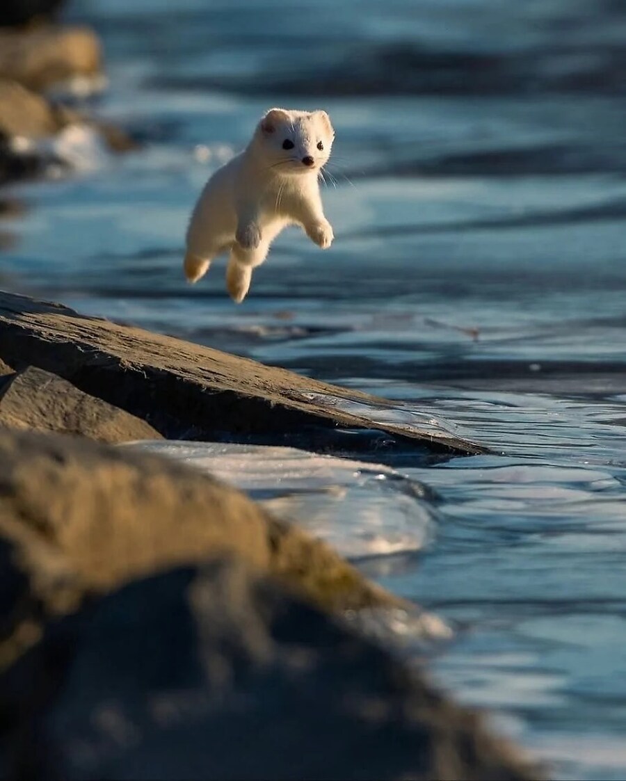 행복한 세상의 족제비 사진_1.jpg