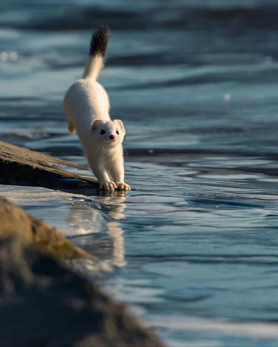 행복한 세상의 족제비 사진_3.jpg