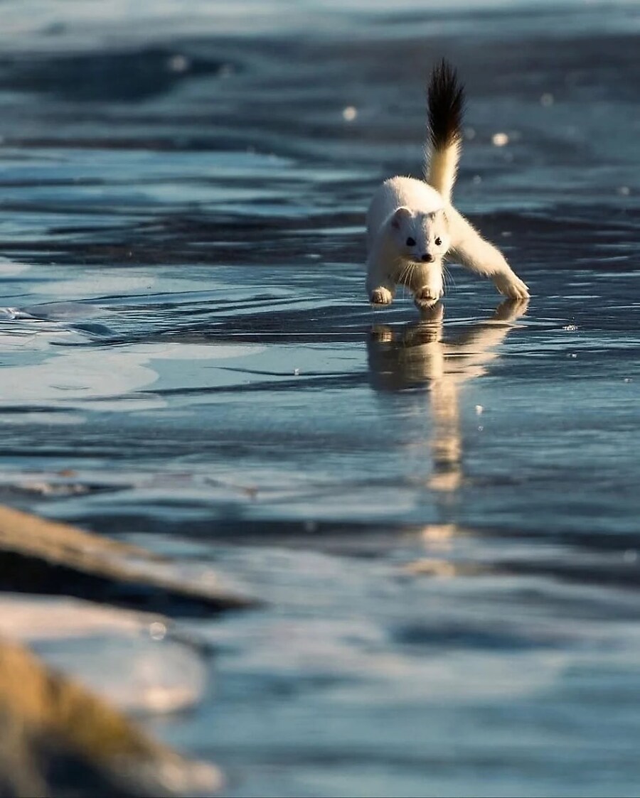 행복한 세상의 족제비 사진_6.jpg
