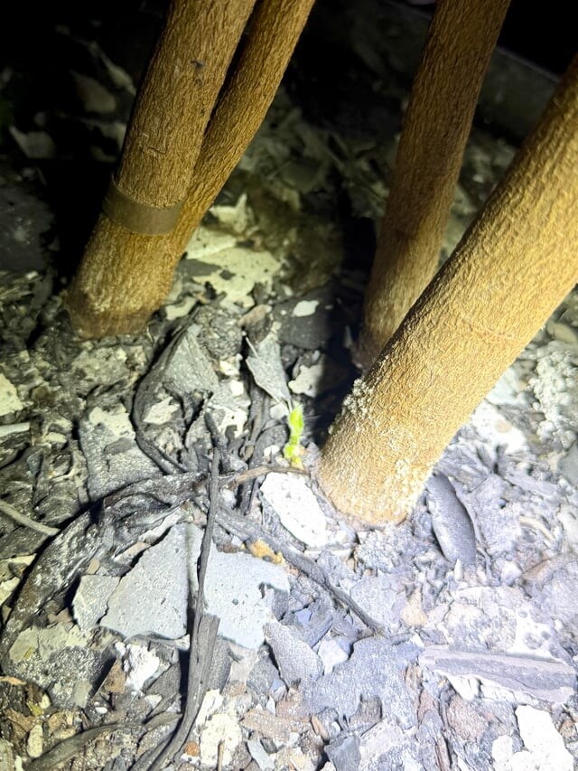 집에 불이 났던 사람.jpg_2.jpg