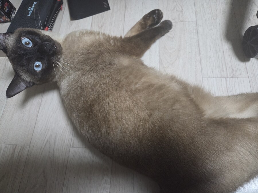 우리집 고양이 찍고 보니까 왜 이렇게 돼지 같이 보이지.._1.jpg