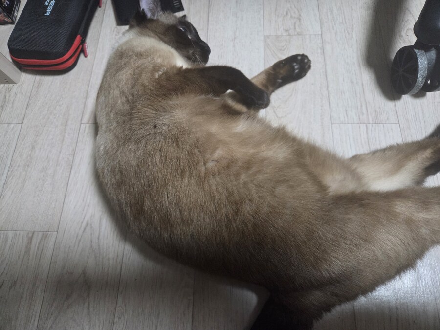 우리집 고양이 찍고 보니까 왜 이렇게 돼지 같이 보이지.._2.jpg