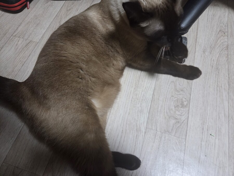 우리집 고양이 찍고 보니까 왜 이렇게 돼지 같이 보이지.._3.jpg