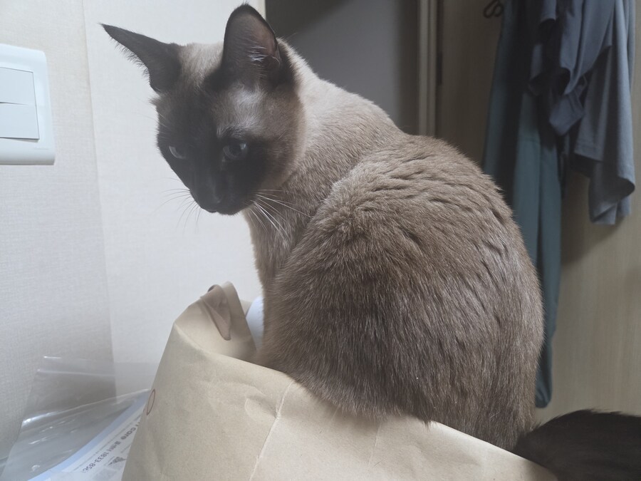 우리집 고양이 찍고 보니까 왜 이렇게 돼지 같이 보이지.._4.jpg