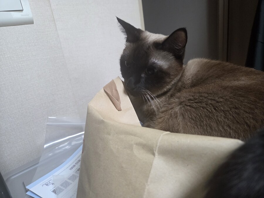 우리집 고양이 찍고 보니까 왜 이렇게 돼지 같이 보이지.._5.jpg