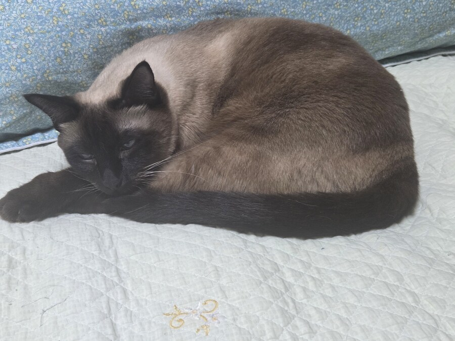 우리집 고양이 찍고 보니까 왜 이렇게 돼지 같이 보이지.._6.jpg