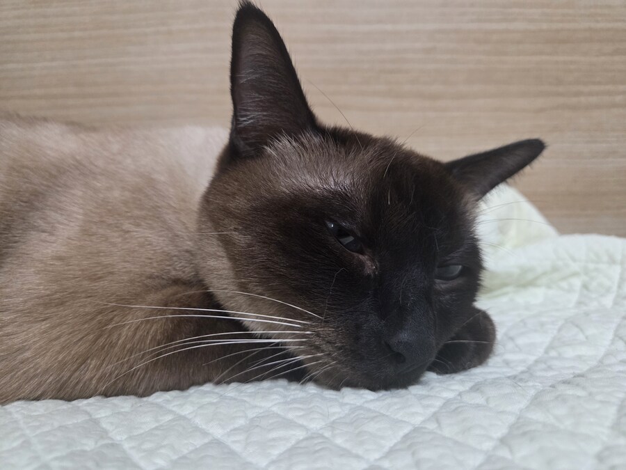 우리집 고양이 찍고 보니까 왜 이렇게 돼지 같이 보이지.._7.jpg