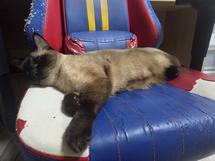 우리집 고양이 찍고 보니까 왜 이렇게 돼지 같이 보이지.._8.jpg