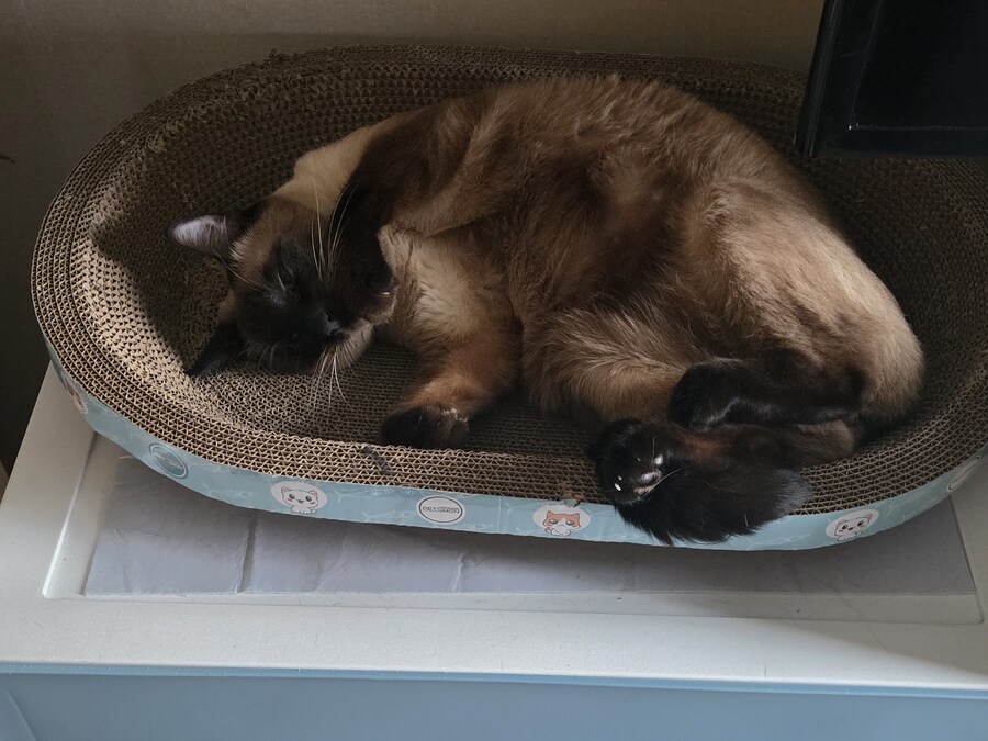 우리집 고양이 찍고 보니까 왜 이렇게 돼지 같이 보이지.._9.jpg