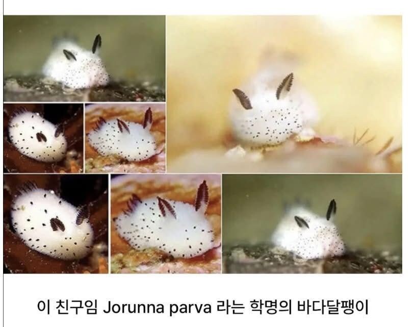 의외로 토끼가 아니라 달팽이인것_2.jpg