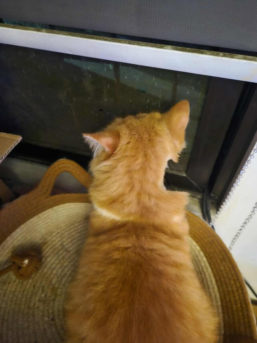 목에 상처나서 털 깎은 고양이.jpg_1.jpg