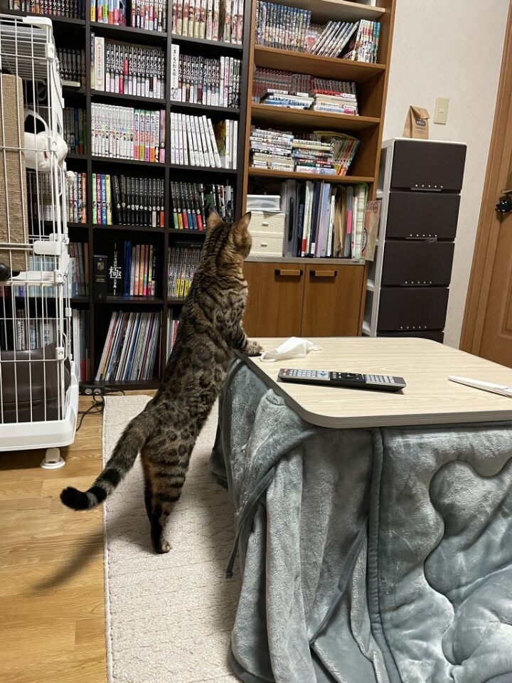 낯선 봉투를 경계하는 고양이.jpg_1.jpg