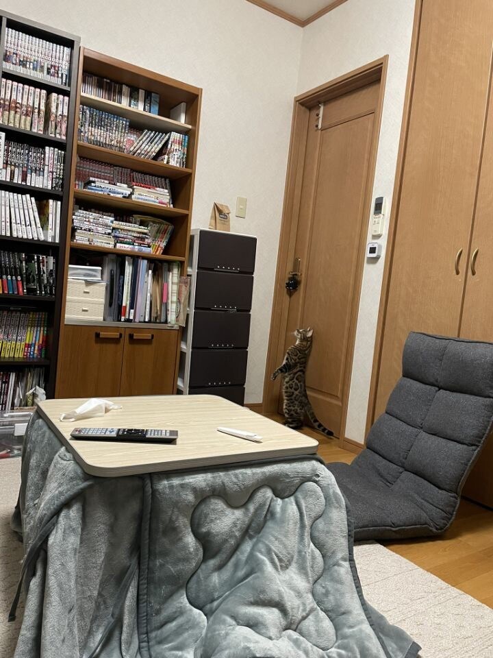 낯선 봉투를 경계하는 고양이.jpg_2.jpg