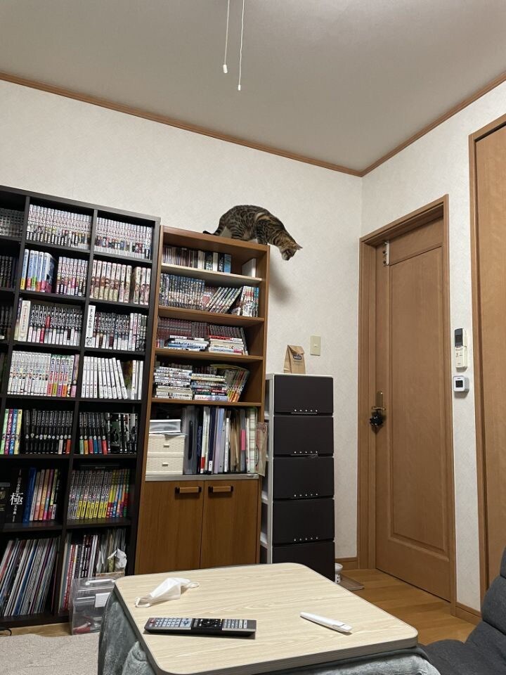 낯선 봉투를 경계하는 고양이.jpg_3.jpg