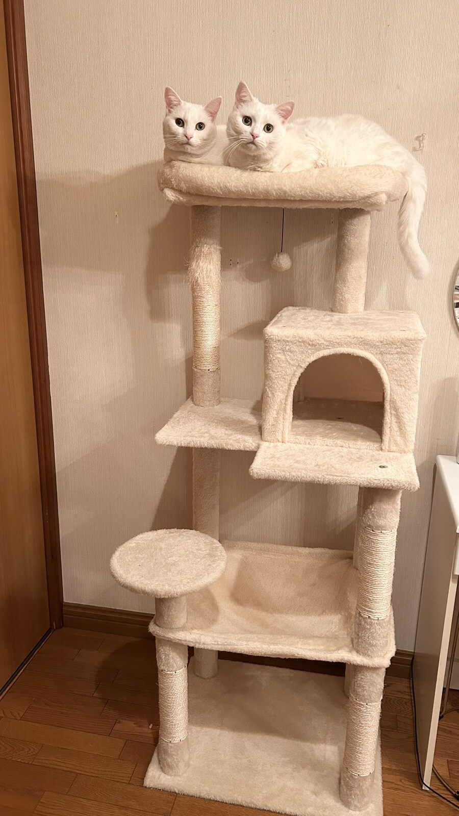 캣타워를 즐기는 고양이.jpg_1.jpg