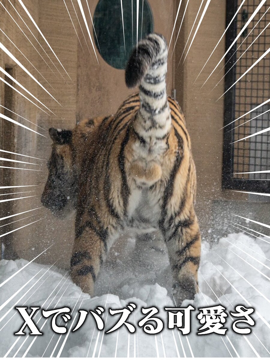 호두 두 알.jpg_1.jpg