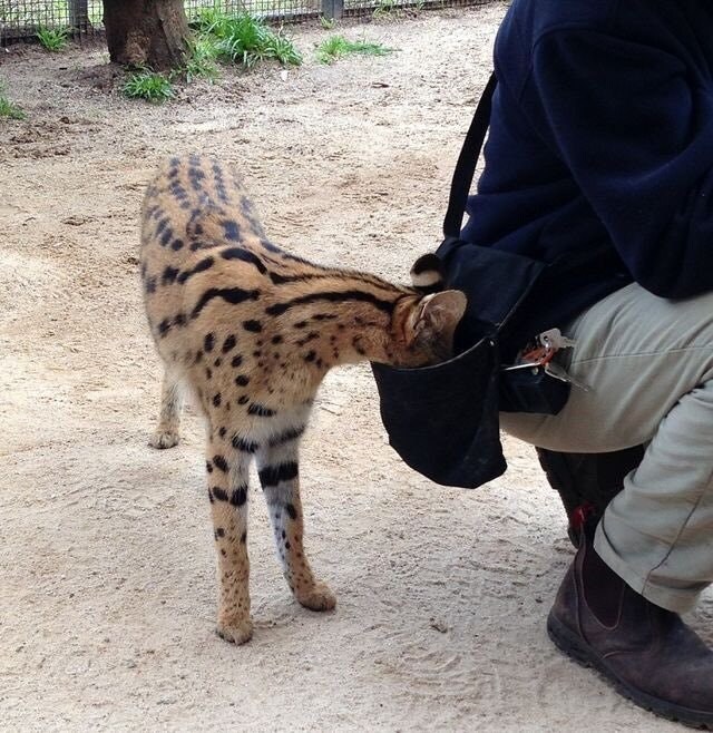 서벌: 가방쨩의 안... 따뜻해......_1.jpg