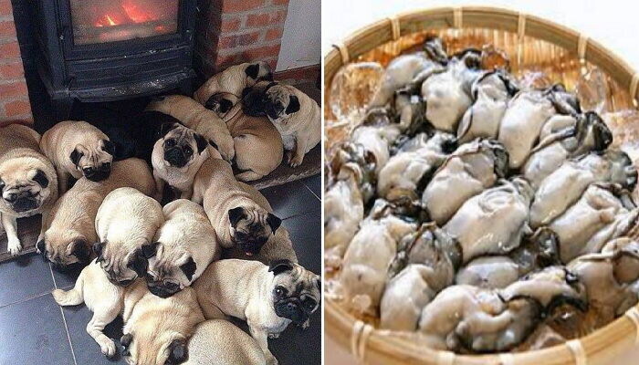 한국인 대부분은 못 먹어본 특이한 음식 모음_1.jpg