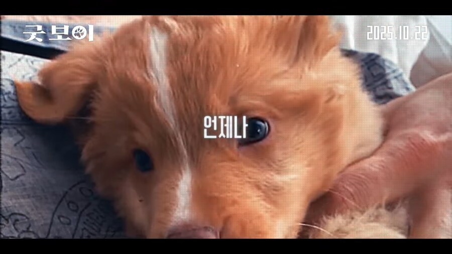 견주들은 가슴 아파서 보기 힘들다는 공포영화_2.png