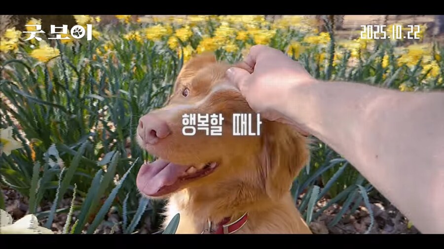 견주들은 가슴 아파서 보기 힘들다는 공포영화_4.png