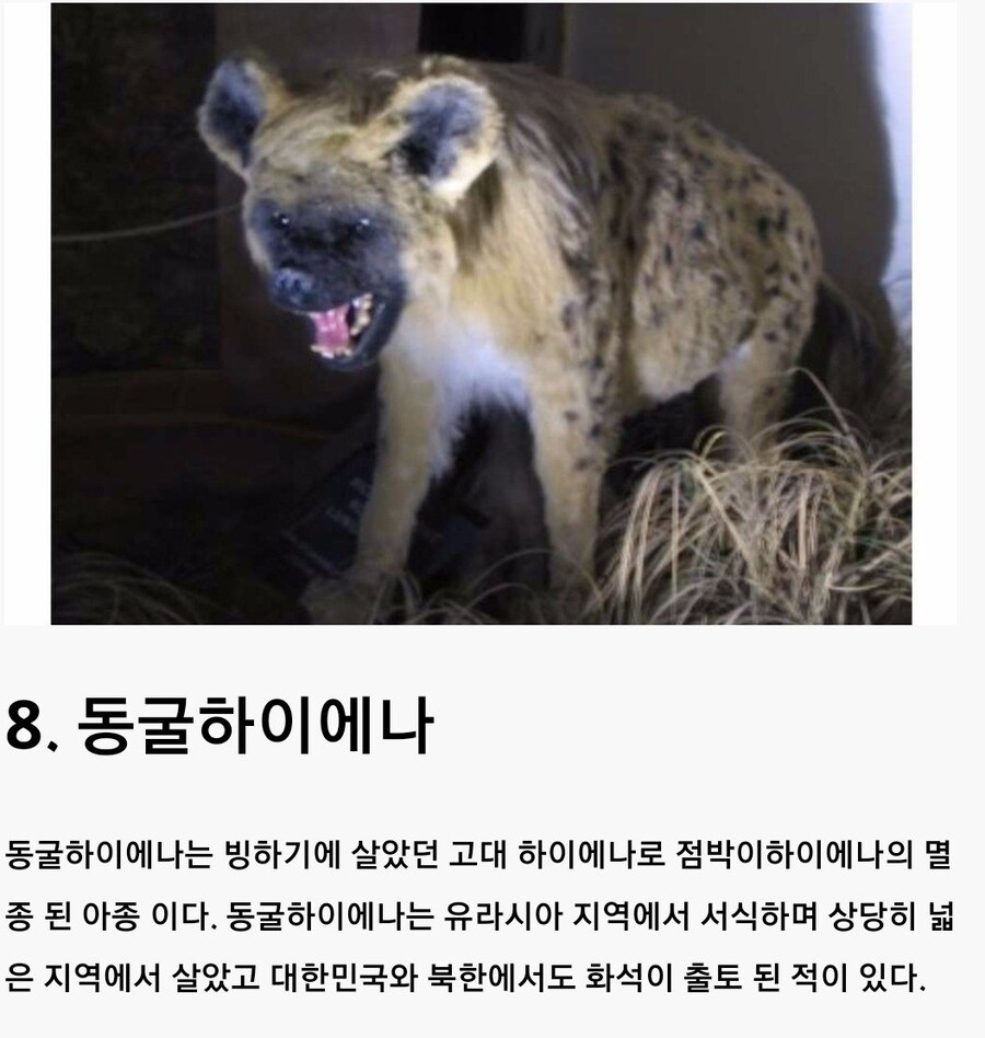 한국에 살았던 고대동물들.jpg_8.jpg